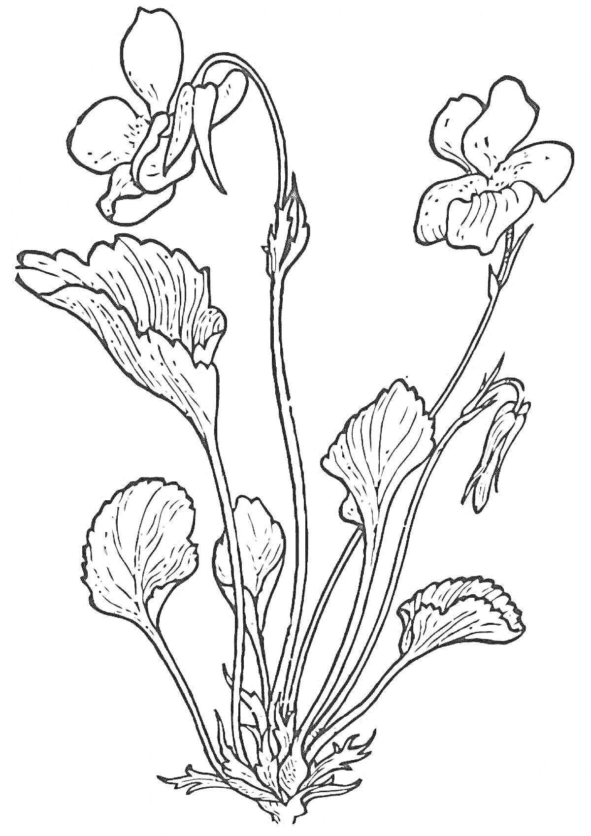 На раскраске изображено: Фиалка, Листья, Для детей, Природа, Ботаника, Цветение