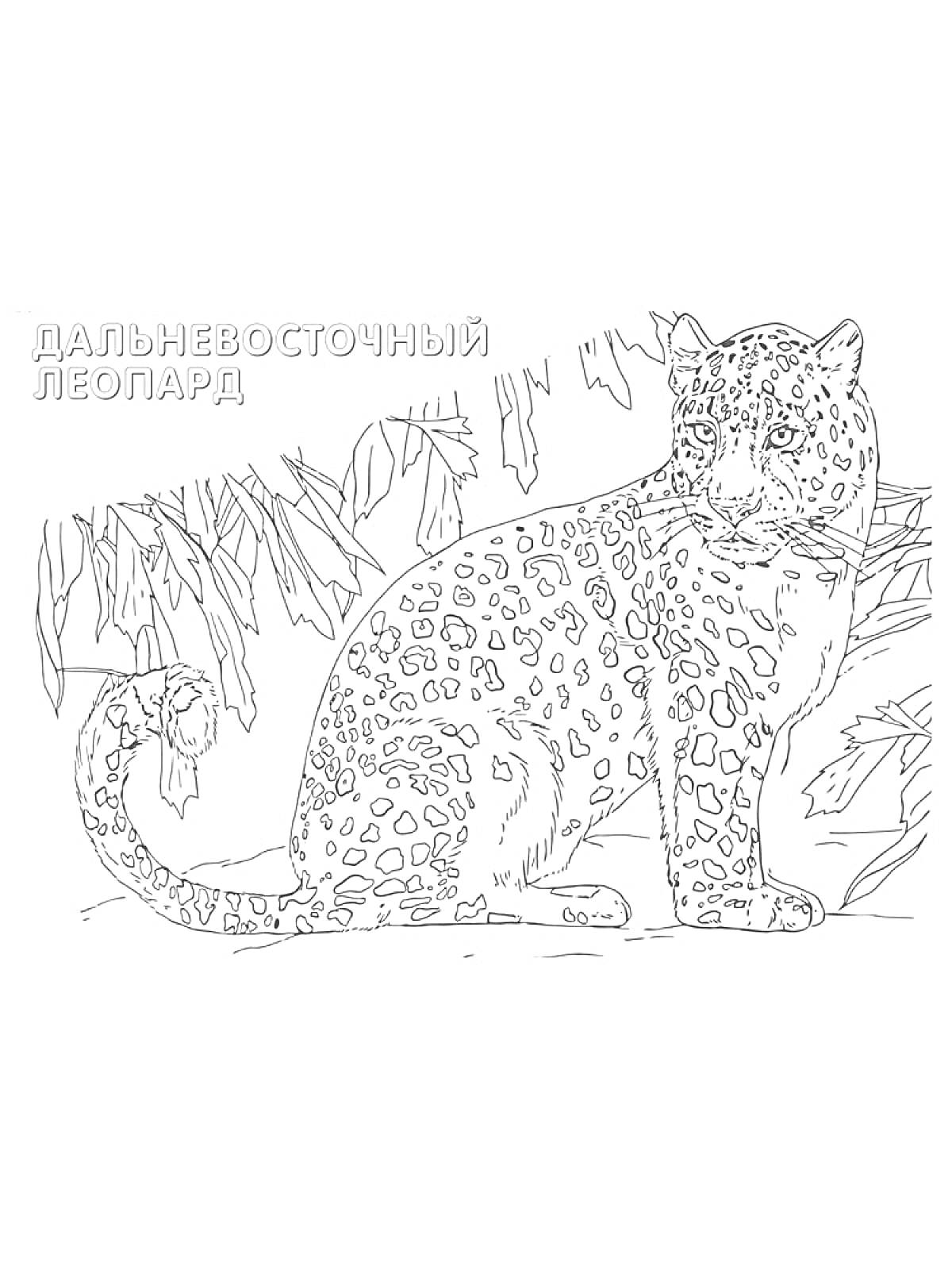 Раскраска Дальневосточный леопард под деревьями