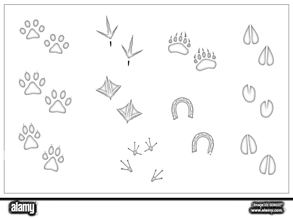 На раскраске изображено: Следы, Собака, Птица, Утка, Медведь, Копыта, Снег, Следы животных