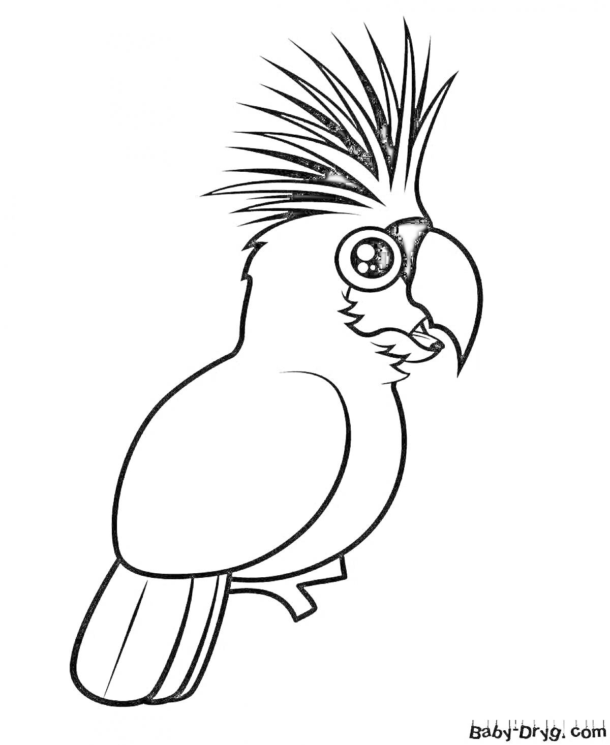 Раскраска Попугай с хохолком на ветке