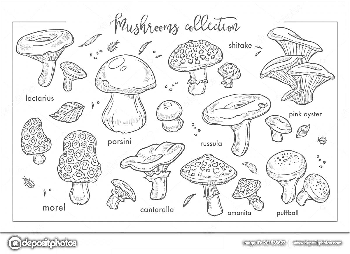 Раскраска коллекция съедобных грибов