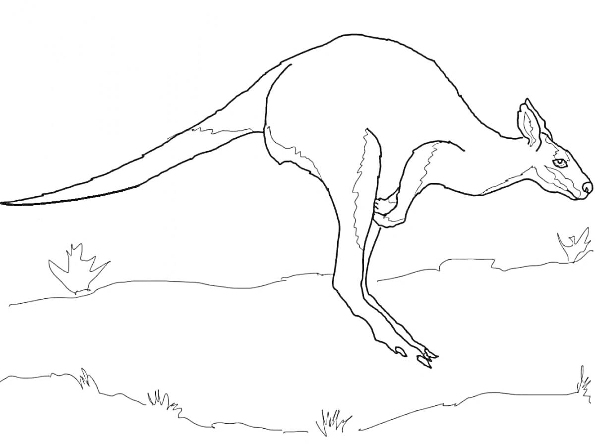На раскраске изображено: Кенгуру, Млекопитающее, Холмы, Трава, Природа