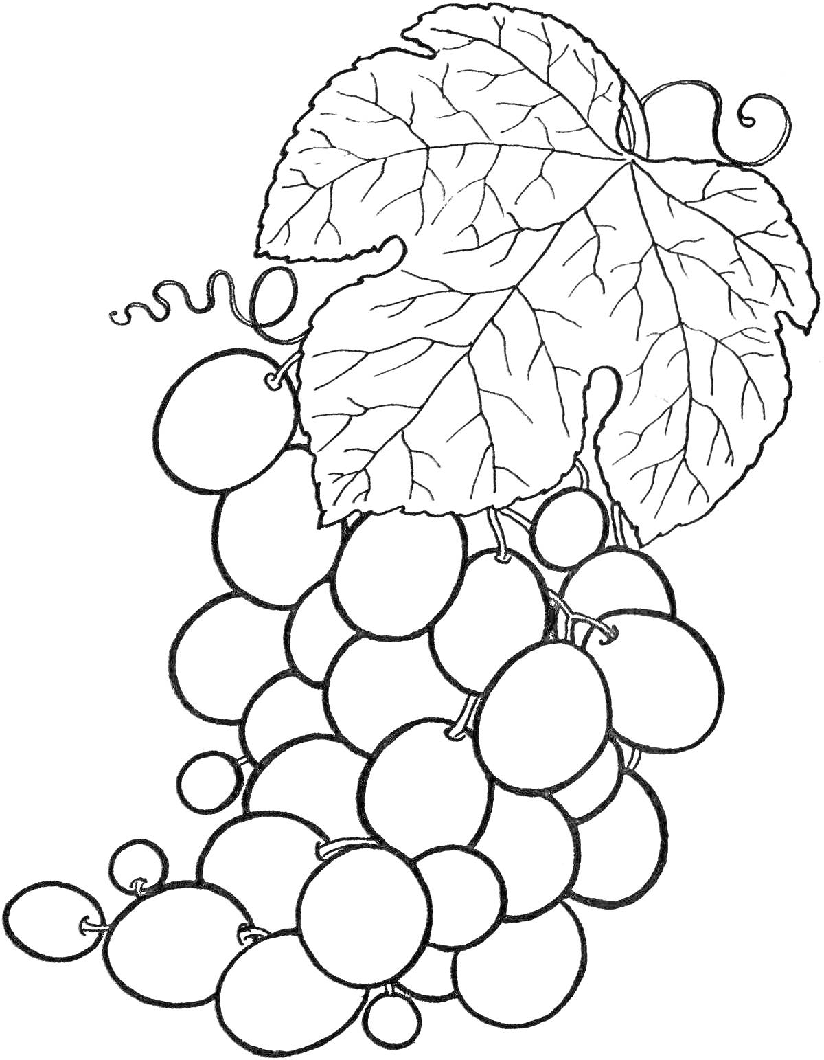 На раскраске изображено: Виноград, Листья, Гроздь, Ягоды, Фрукты