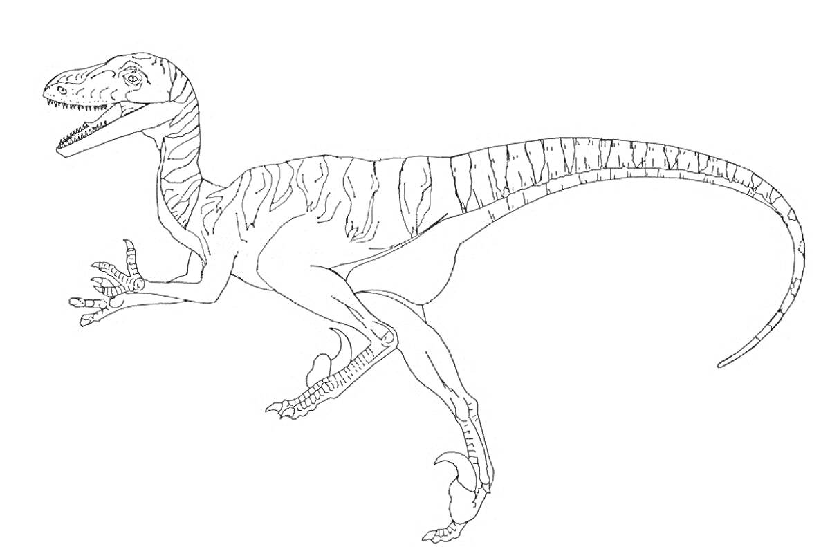 На раскраске изображено: Велоцираптор, Динозавр, Древние животные, Движение, Пасть, Когти