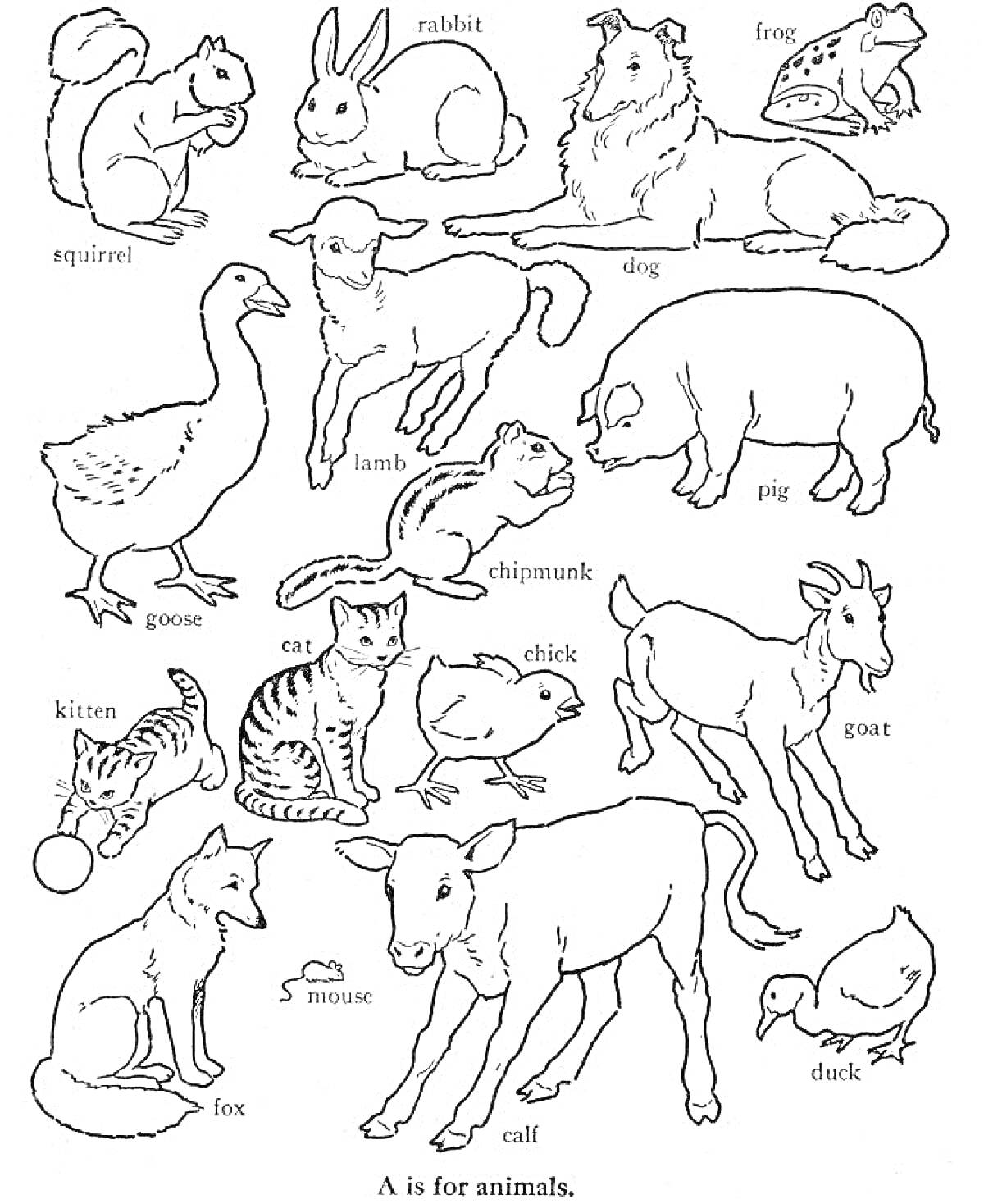 Раскраска Белка, кролик, собака, лягушка, гусь, ягненок, бурундук, свинья, котенок, кошка, цыпленок, коза, лиса, мышь, теленок, утка