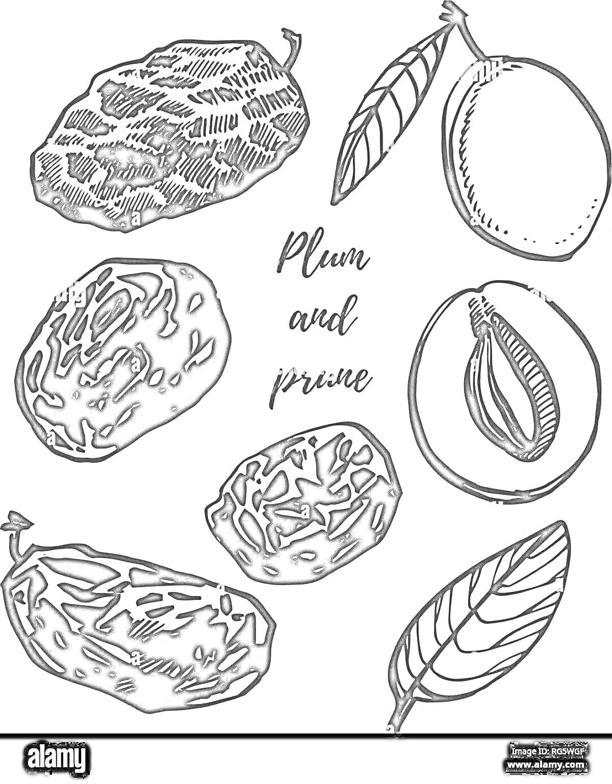 Раскраска Чёрно-белые рисунки финика и сливы, в том числе листья, целые плоды и разрезанные плоды с косточками внутри