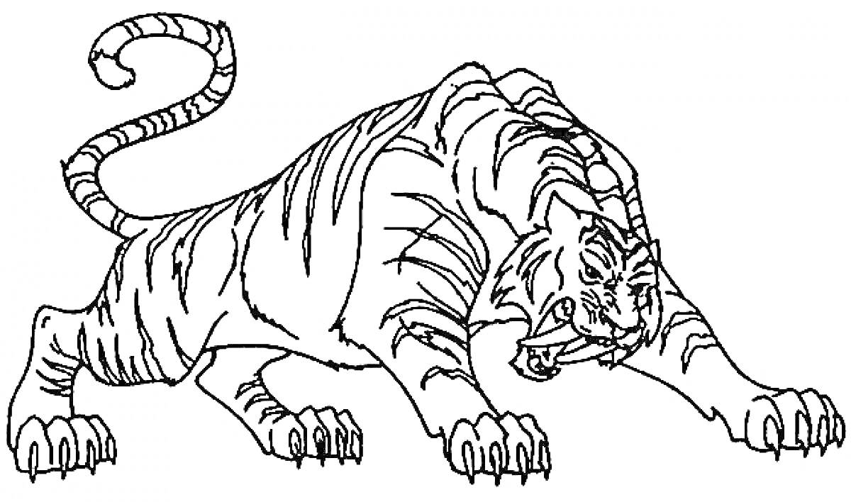 Раскраска Тигр в атакующей позе с полосами и изогнутым хвостом