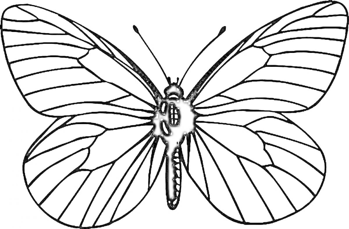 Раскраска раскраска с изображением красивой бабочки с широкими крыльями, полосатым телом и антеннами, готовая для раскрашивания
