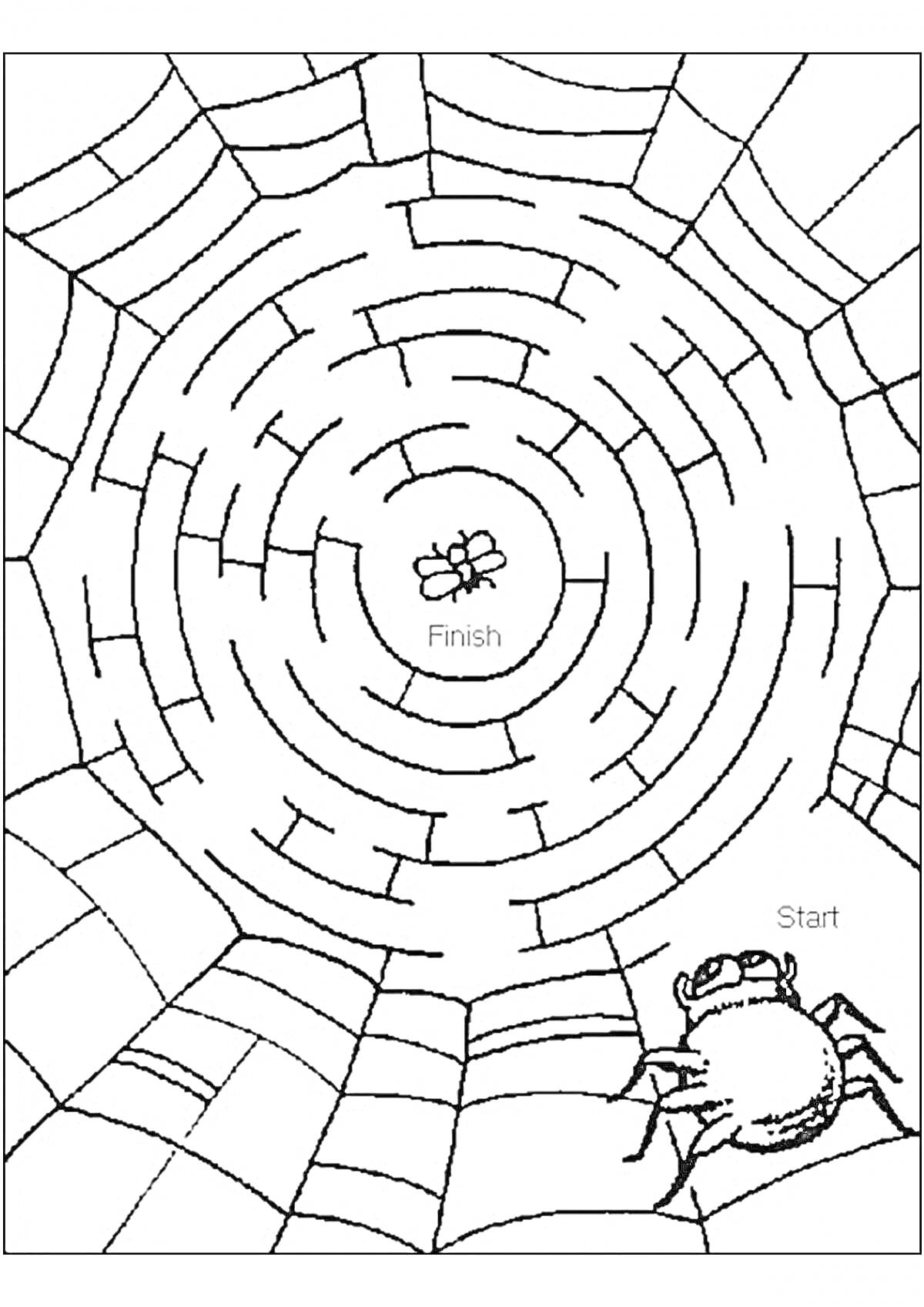 На раскраске изображено: Лабиринт, Паутина, Муха, Старт, Финиш, Игра, Головоломка