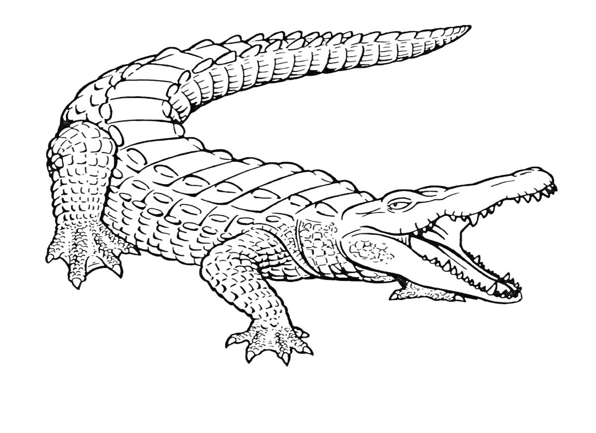 Раскраска Крокодил с открытой пастью