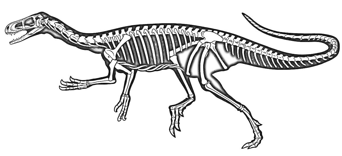 Раскраска Динозавр, скелет, хвост, позвоночник, лапы, череп