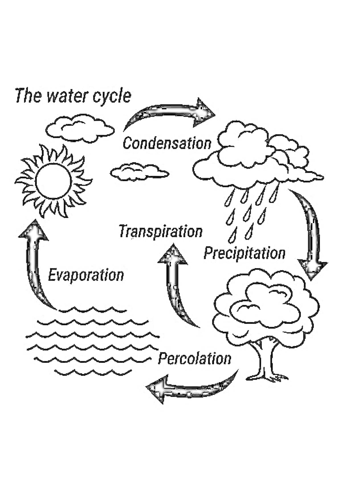 Раскраска Круговорот воды в природе: солнце, облака, дождь, испарение, конденсация, транспирация, перколяция, дерево, водоём