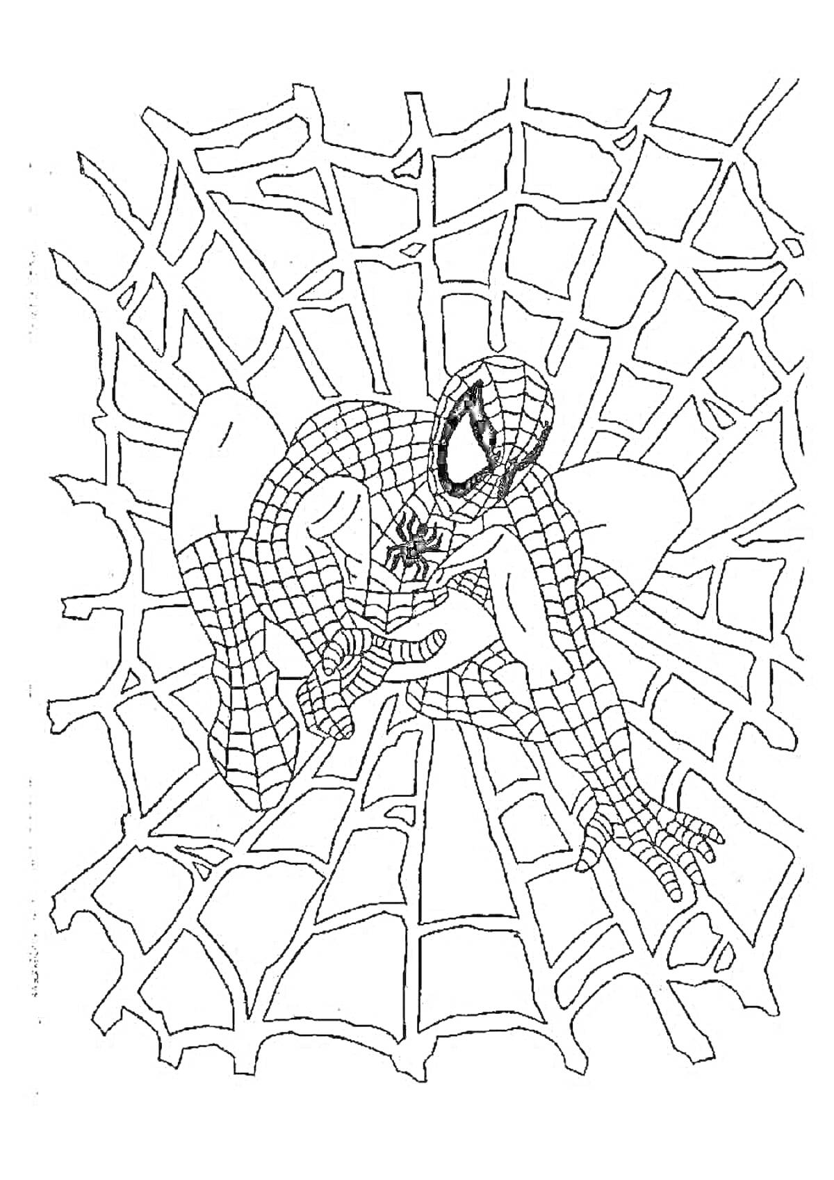 Раскраска Человек-паук на паутине