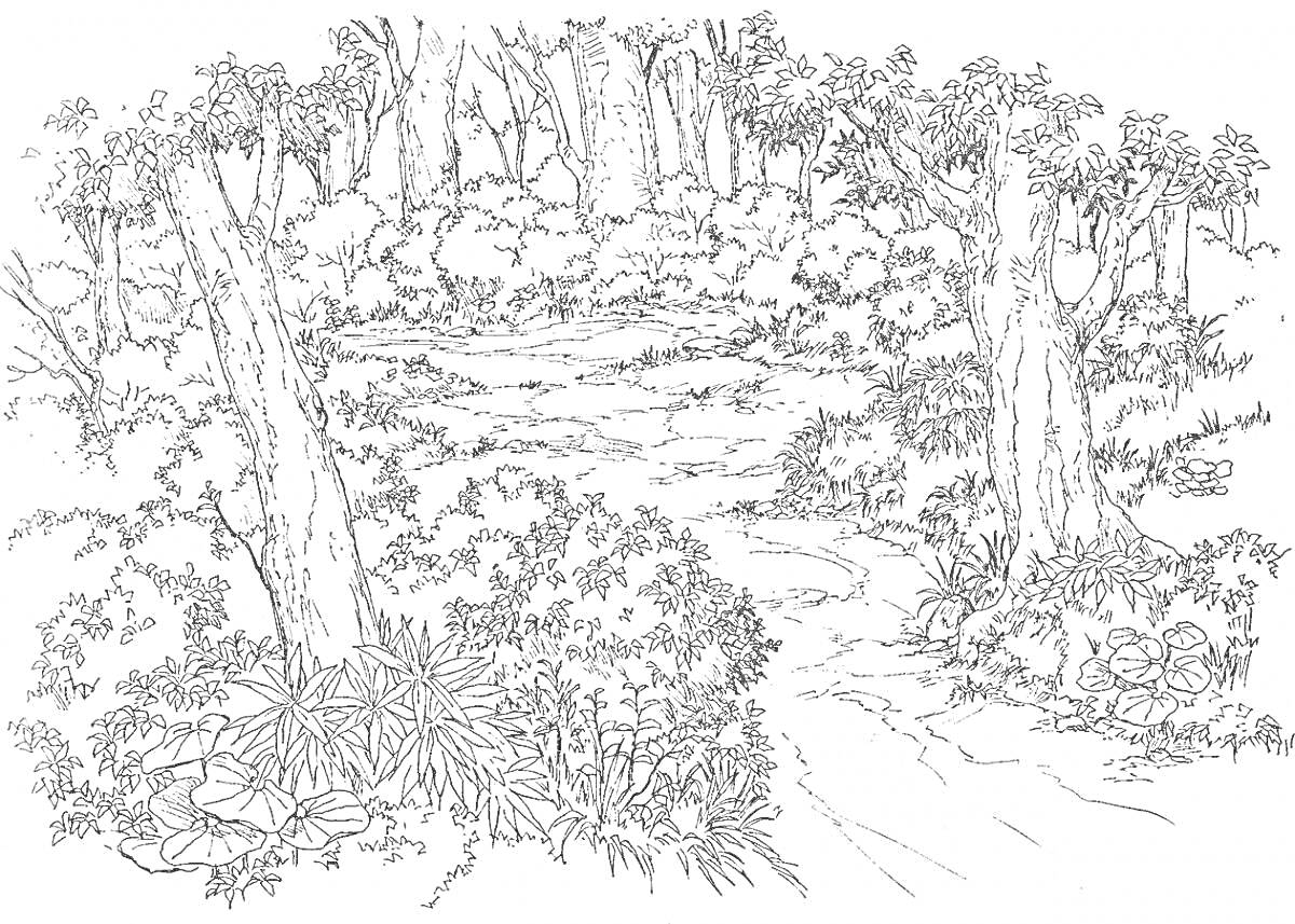 Раскраска Утро в сосновом лесу с деревьями, кустарниками, дорожкой и травой