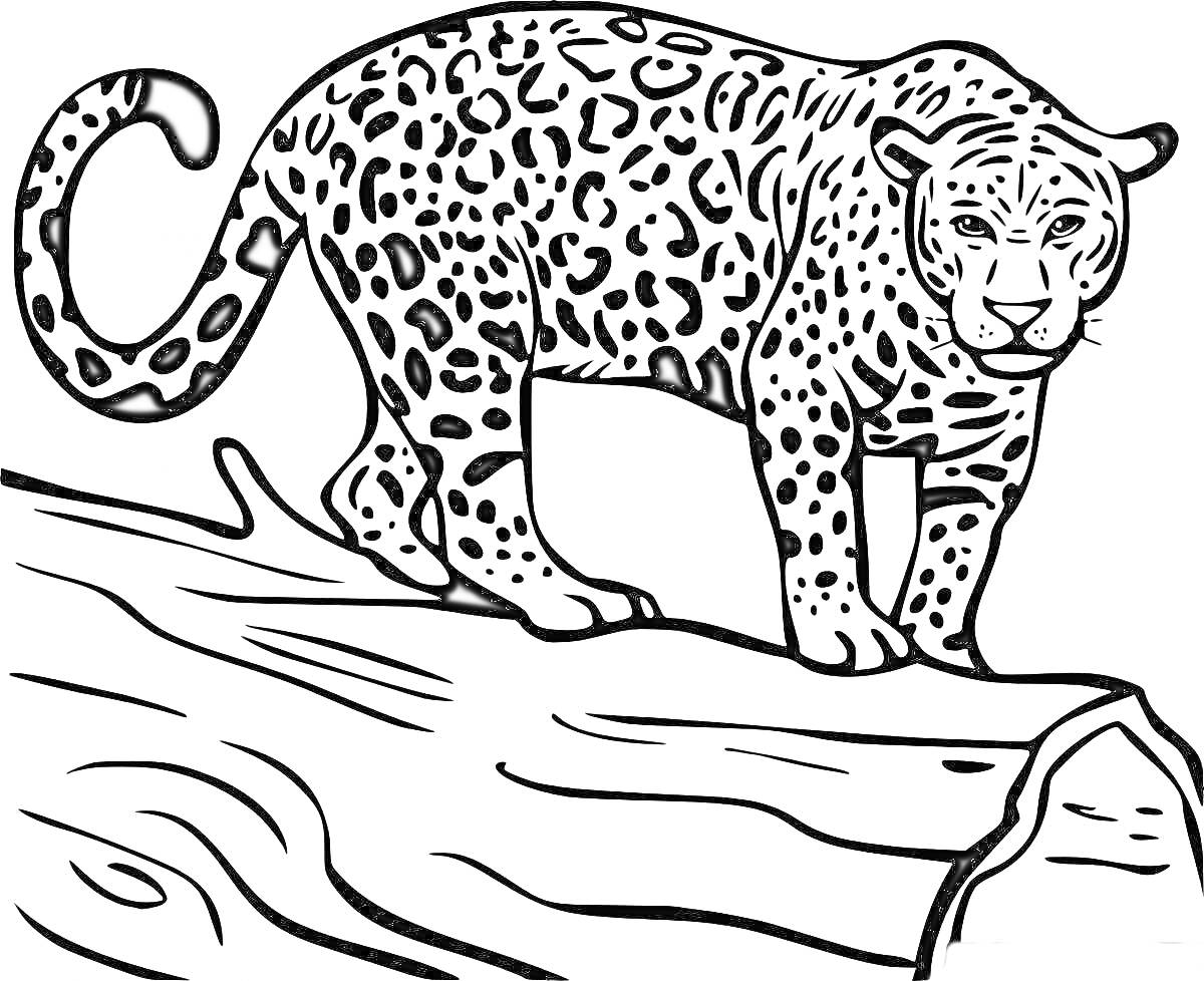 Раскраска Дальневосточный леопард на бревне