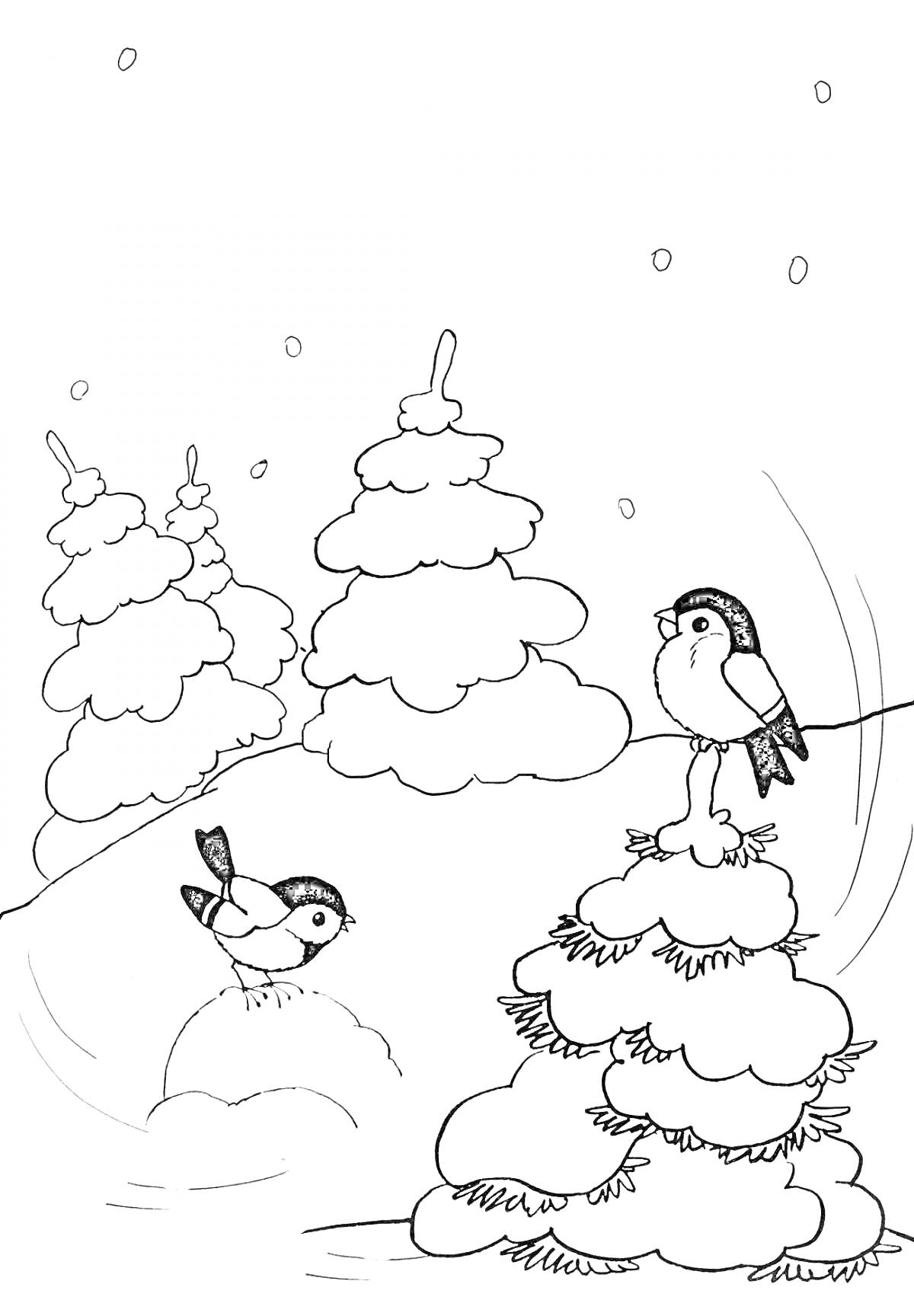 Раскраска Два снегиря на заснеженных ветках среди ёлок