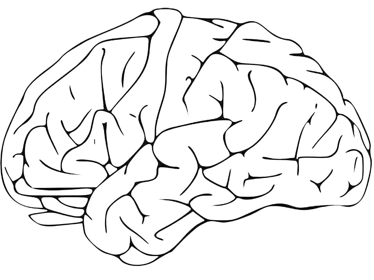 На раскраске изображено: Мозг, Анатомия, Иллюстрация, Образование