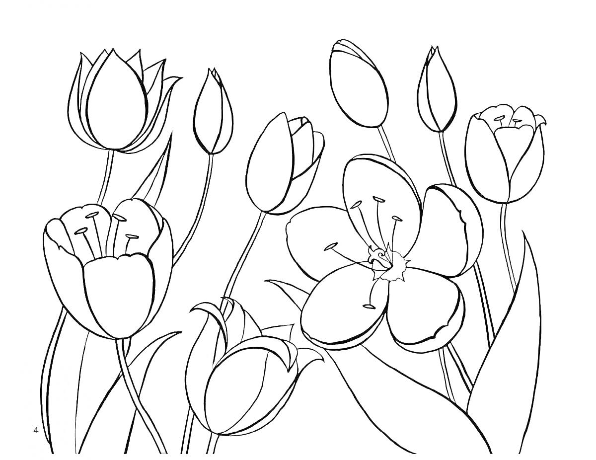 На раскраске изображено: Тюльпаны, Цветы, Лепестки, Сад, Природа, Бутон