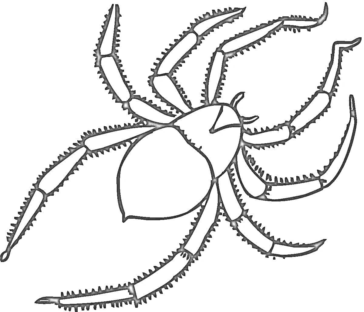 Раскраска Тарантул с восьмью лапами и детализированным телом