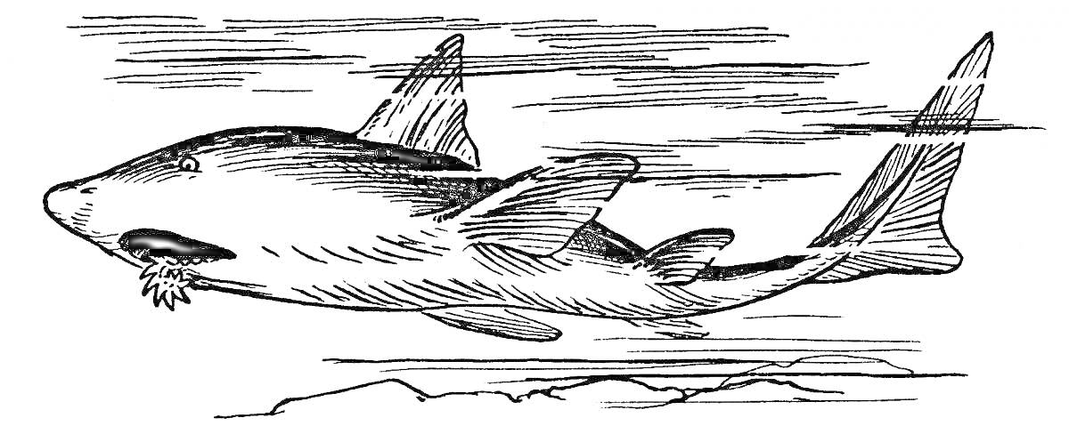 Раскраска Геликоприон в полете, облака на заднем плане, подводный рельеф.