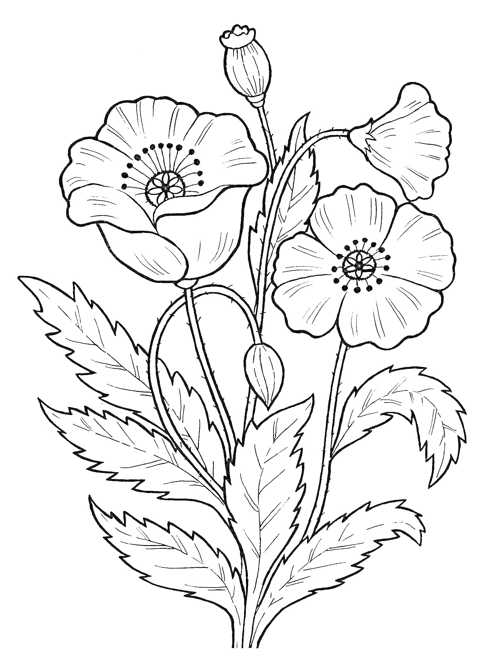 На раскраске изображено: Мак, Цветы, Листья, Крупные цветы