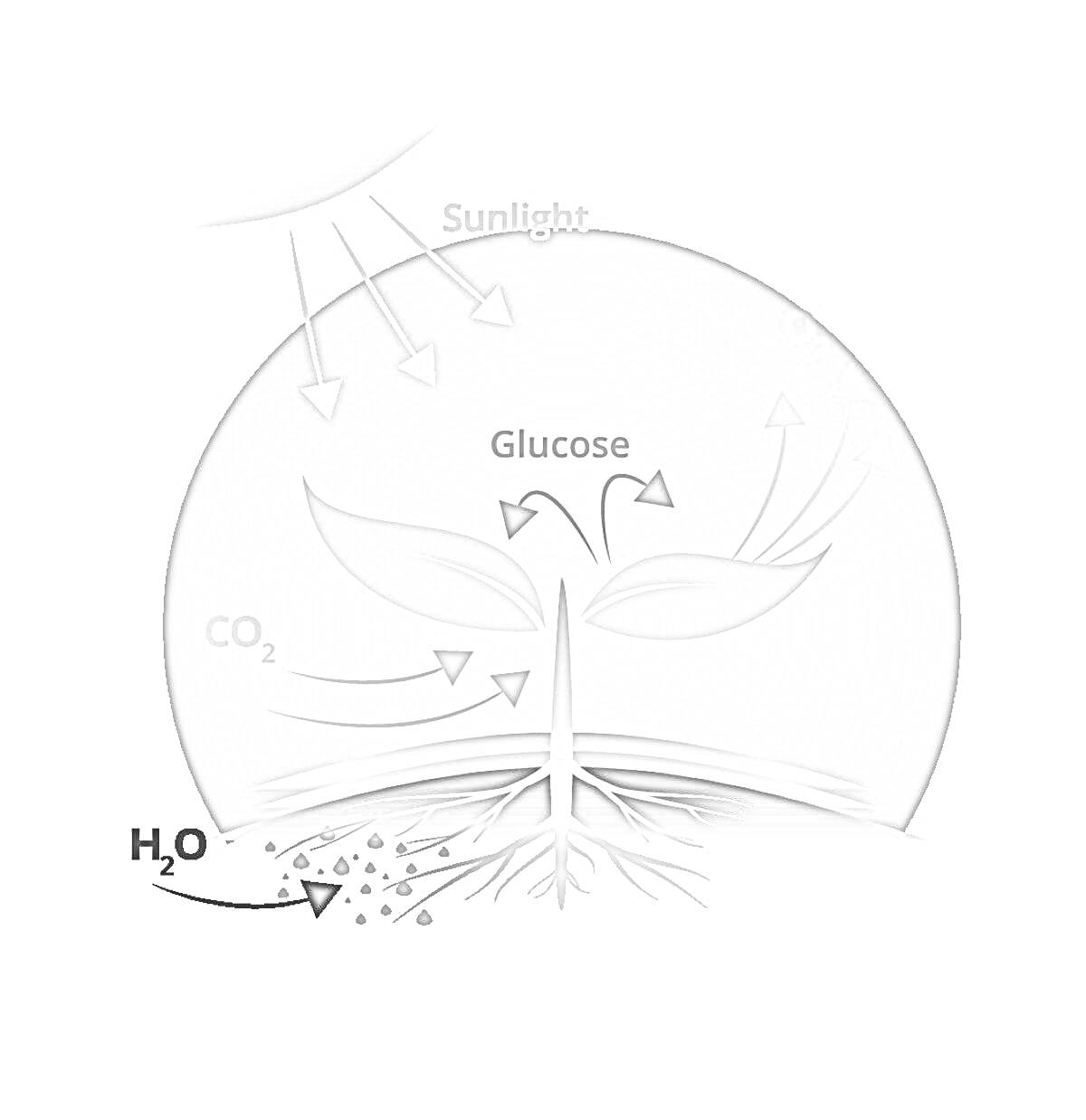 На раскраске изображено: Фотосинтез, Солнечный свет, Вода, Углекислый газ, Корни, Листья, Стебель, Природа, Экология