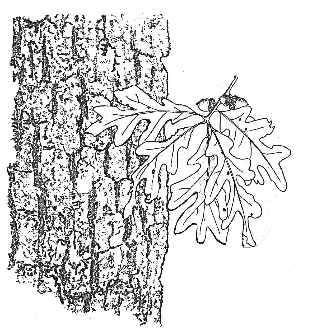 На раскраске изображено: Кора, Листья, Дуб, Растительность, Природа