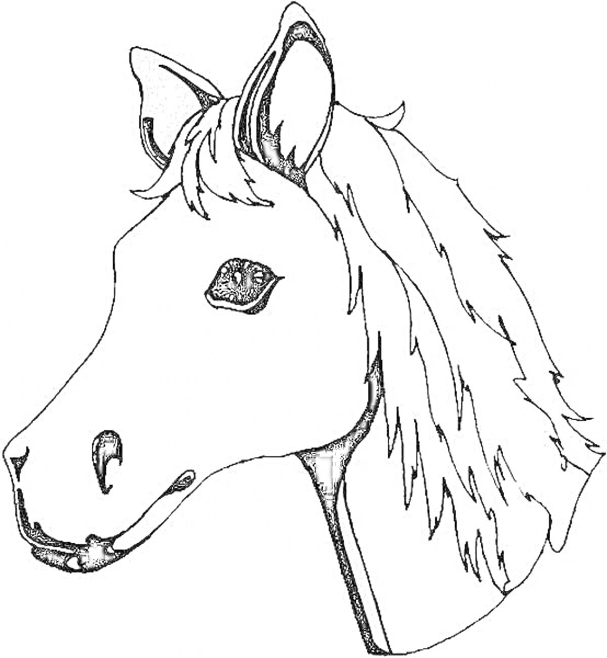 Раскраска Раскраска головы лошади с гривой и ушами