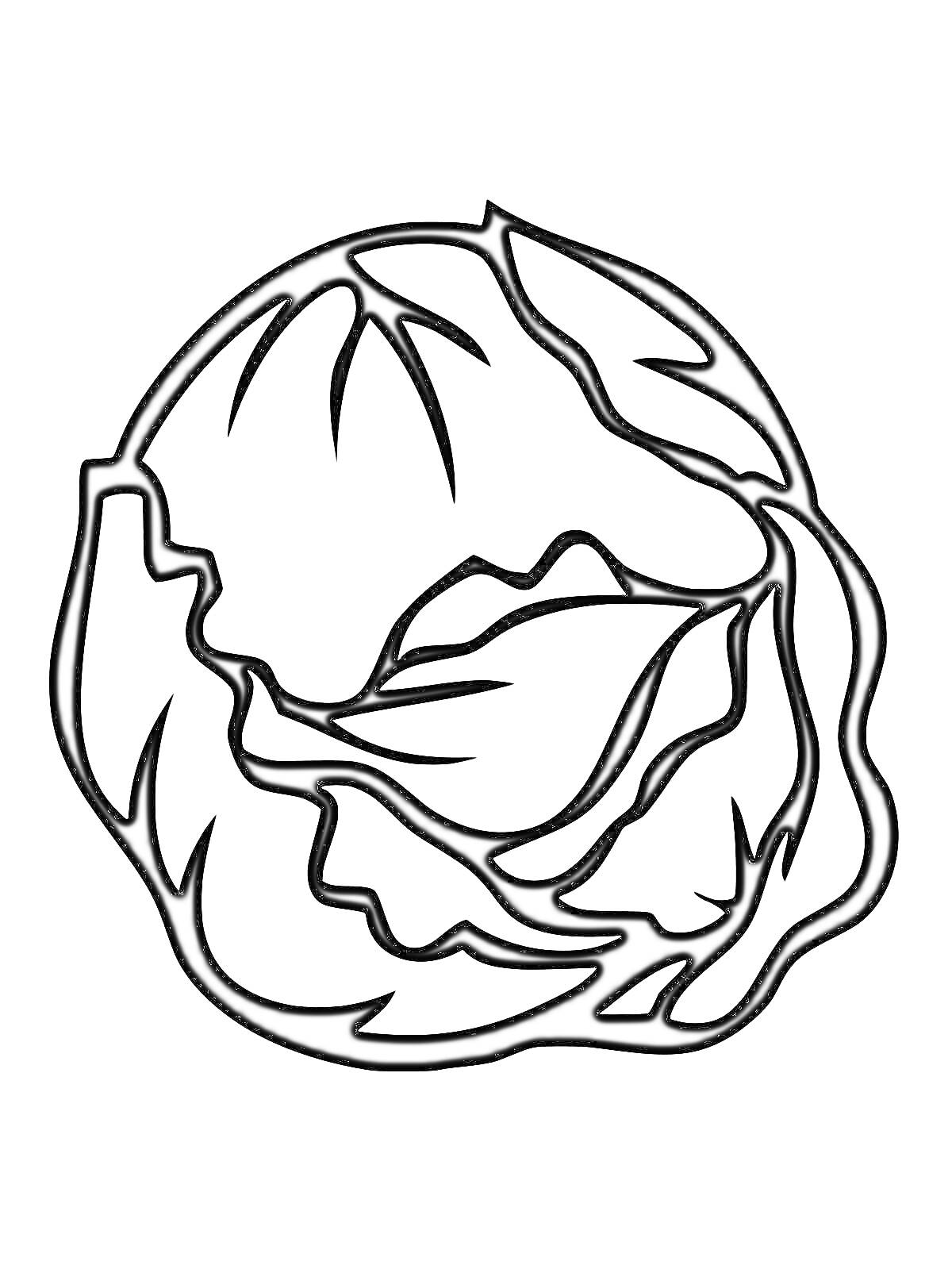 На раскраске изображено: Капуста, Листья