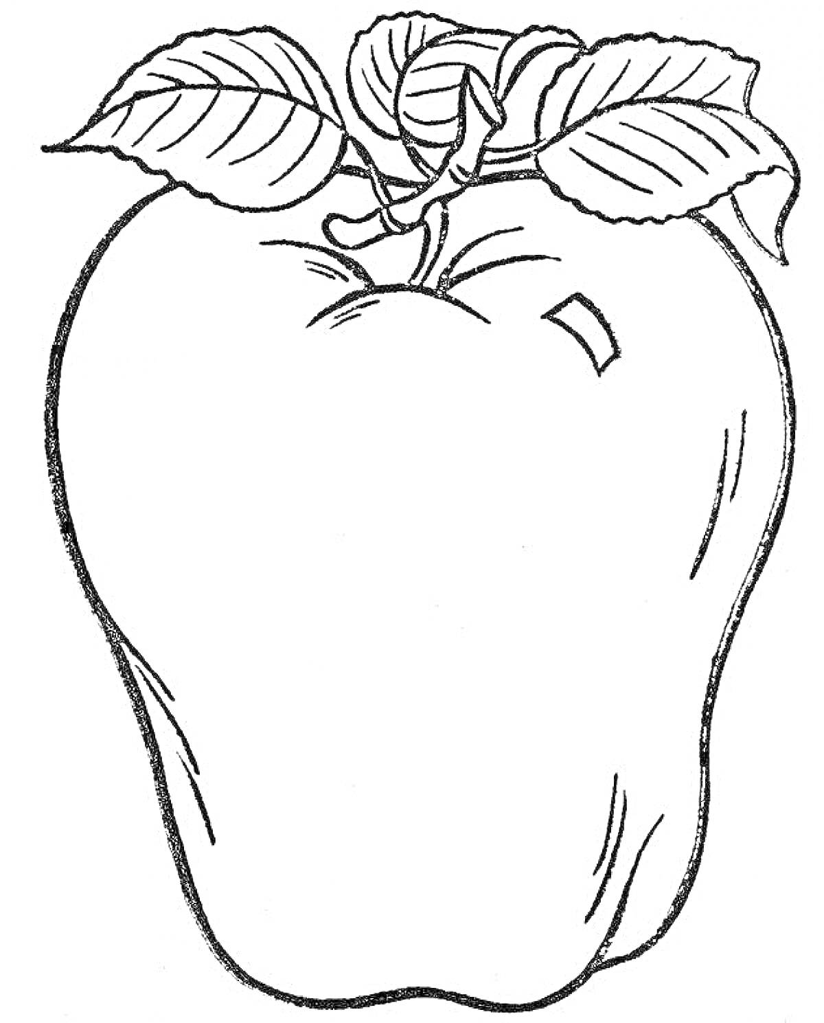 Раскраска Яблоко с листьями