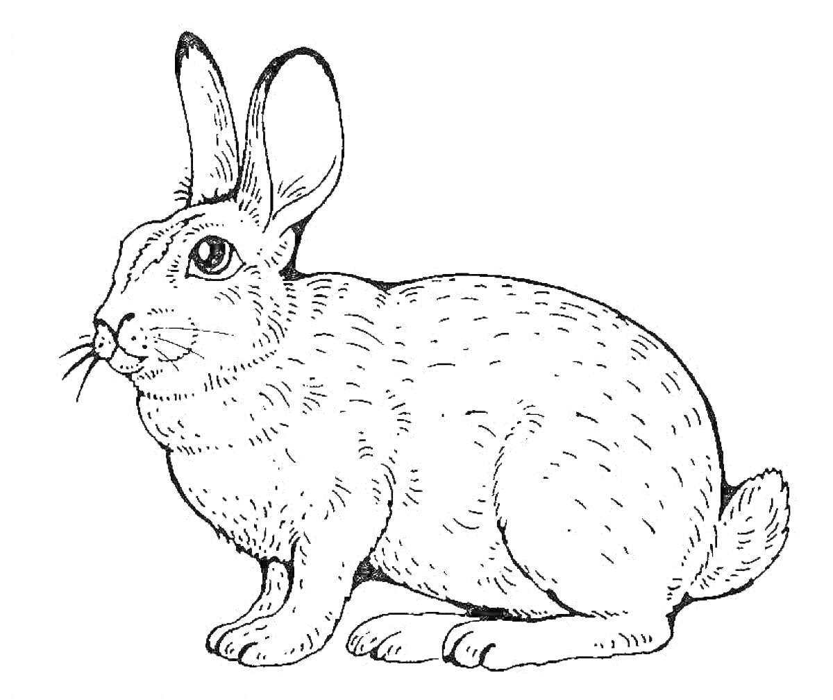 Раскраска Заяц с большими ушами, повернутый влево, сидящий на задних лапах