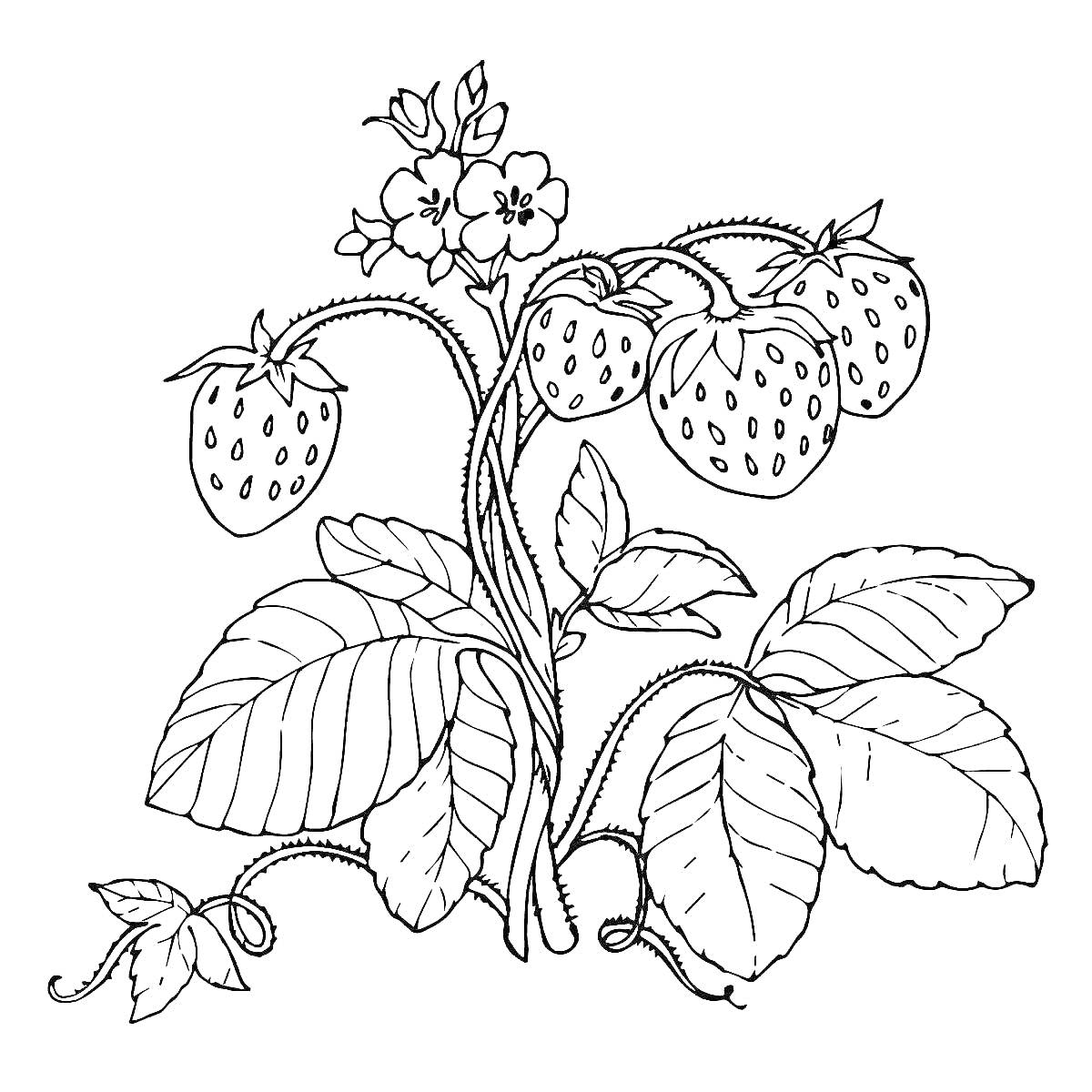Раскраска Земляника с ягодами, цветами и листьями