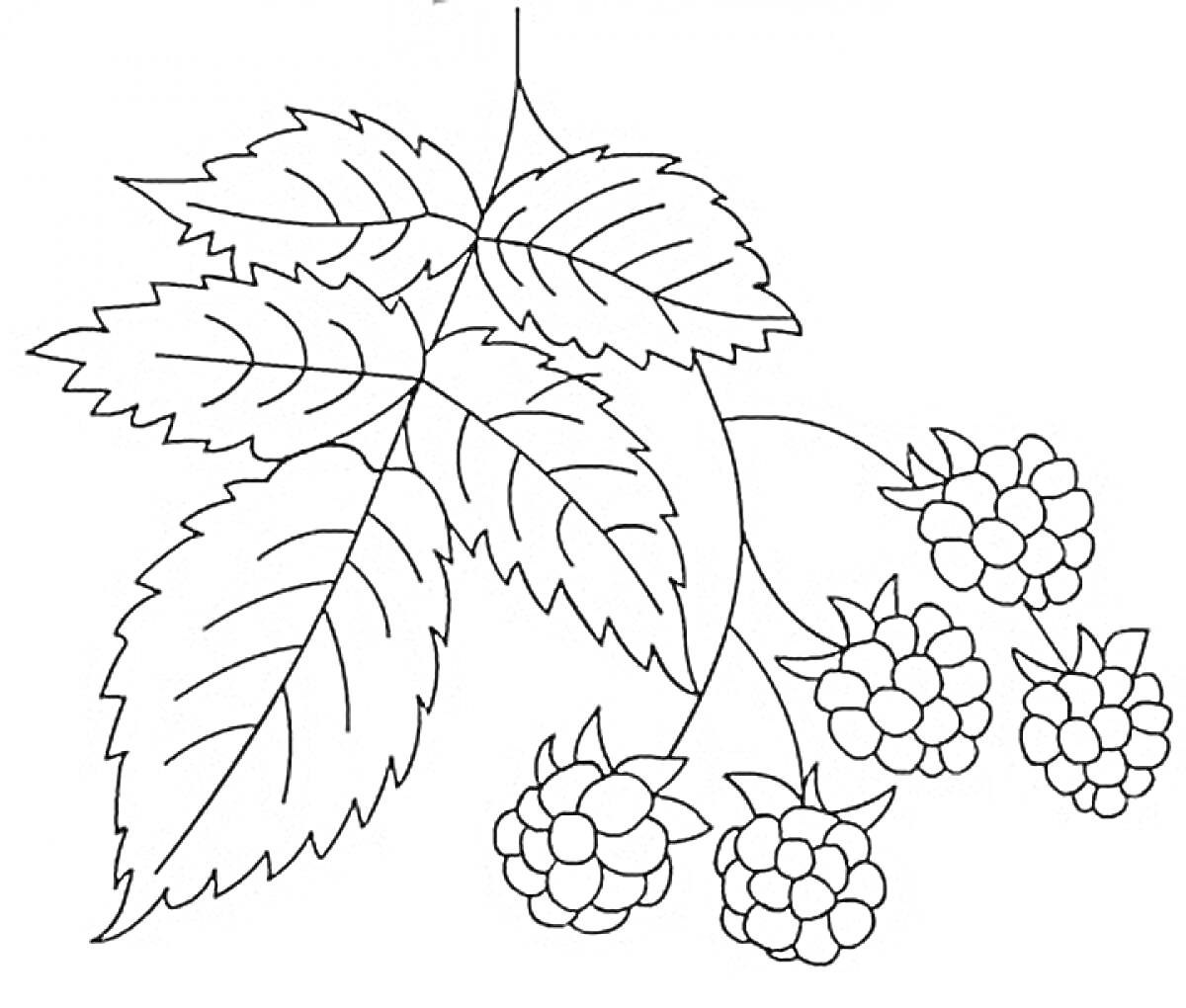 Раскраска Ветка малины с ягодами и листьями