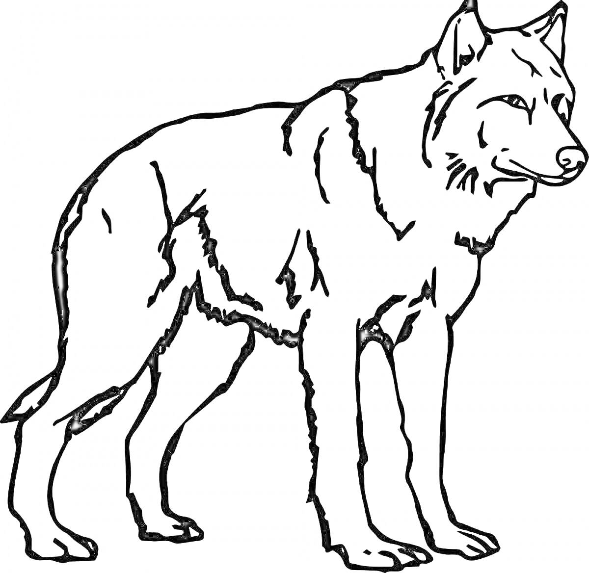 Раскраска Раскраска с изображением стоящего волка, вид сбоку