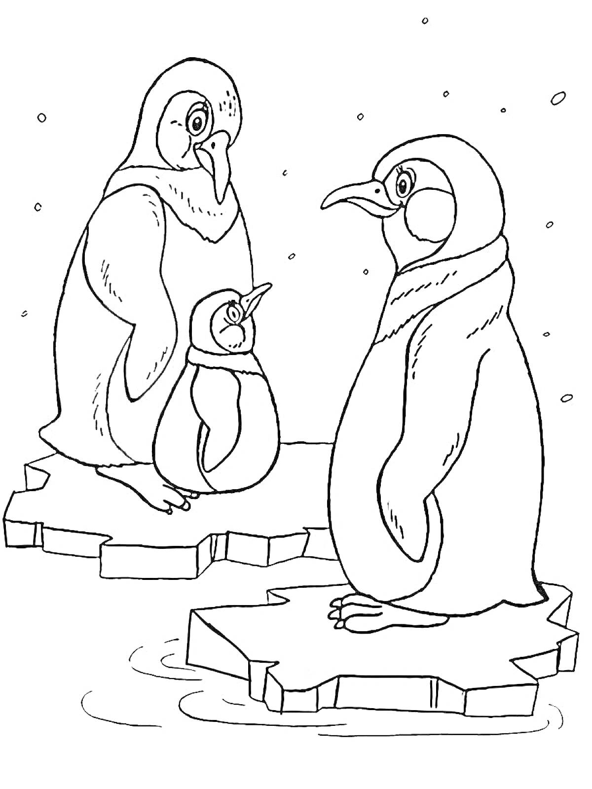 Пингвин на льдине, семейство пингвинов, взрослые и детеныш, снег