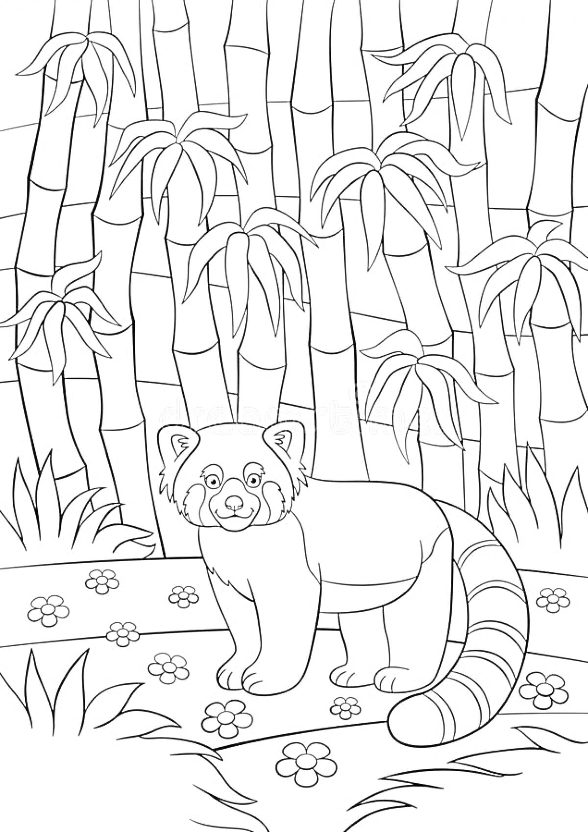 Раскраска Красная панда среди бамбука