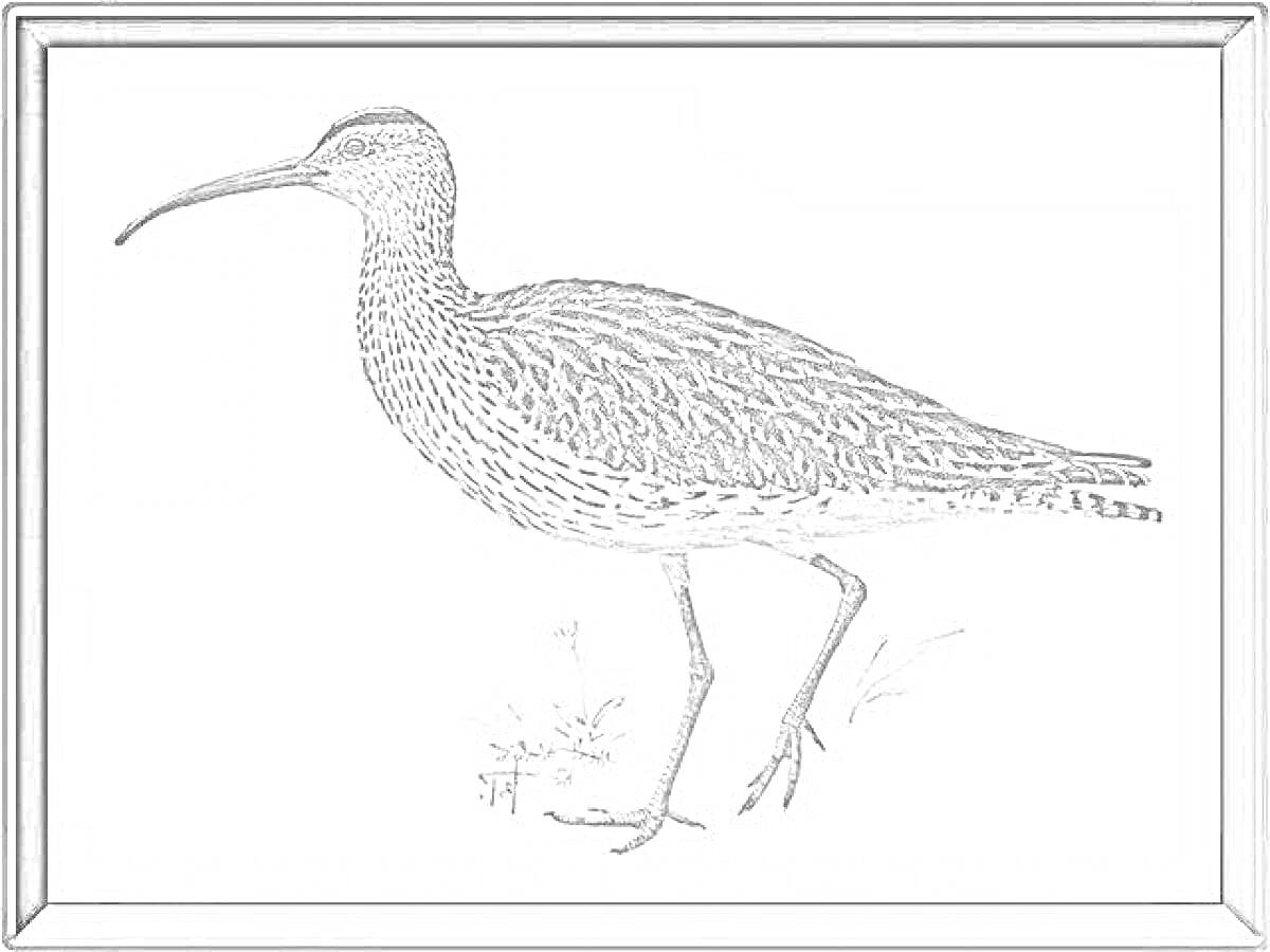Раскраска Кроншнеп на белом фоне с травой