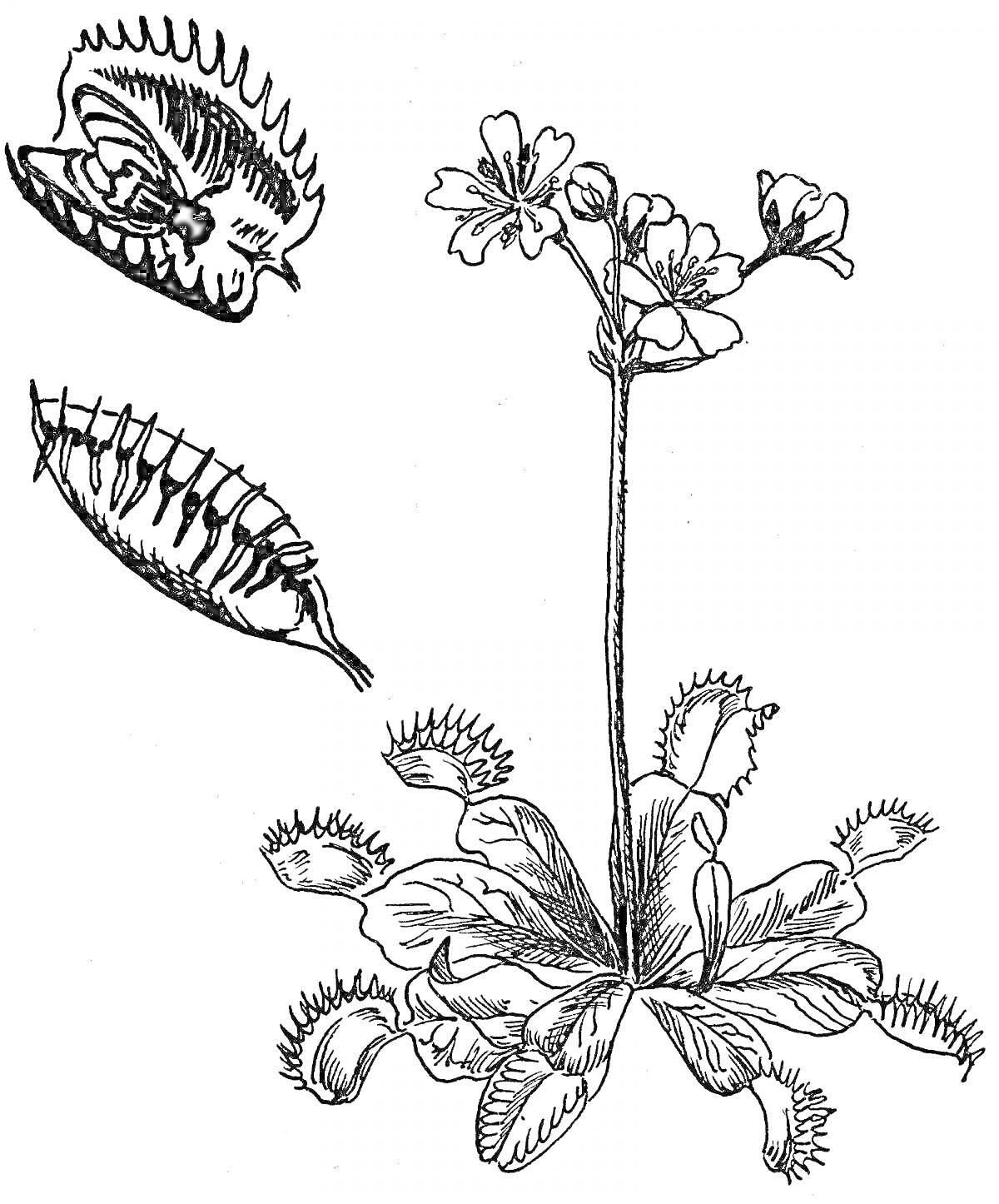 Раскраска Венерина мухоловка с цветами и крупным планом ловушек