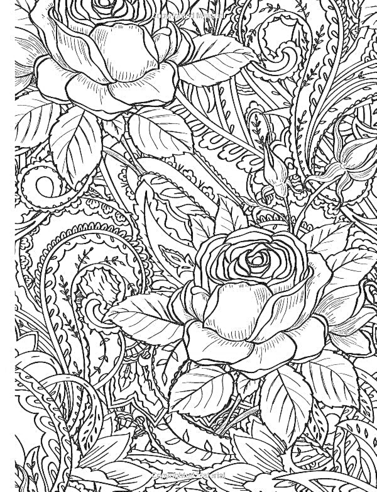 Раскраска Розы и узоры с листьями и завитками