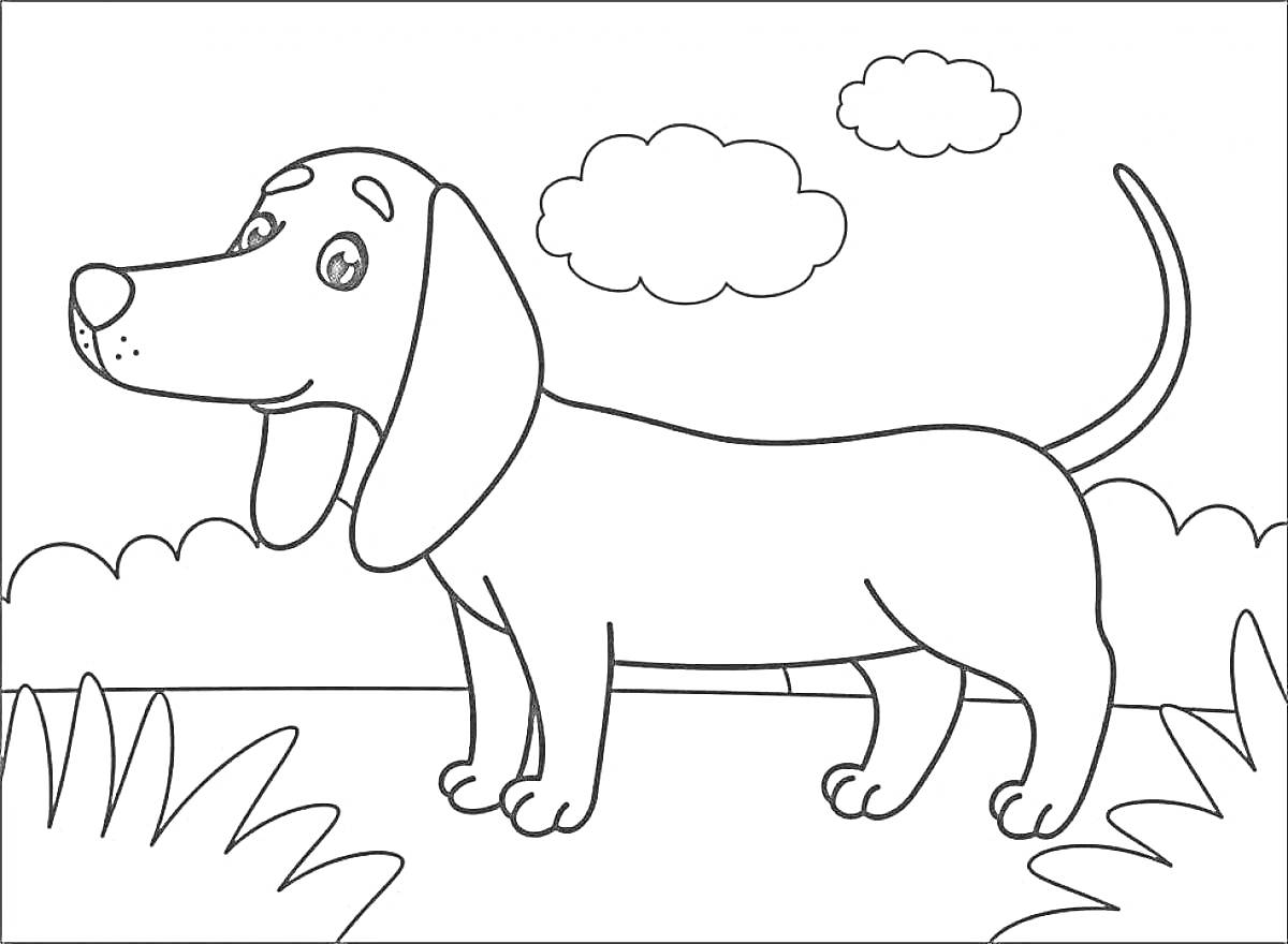 На раскраске изображено: Такса, Собака, Трава, Облака