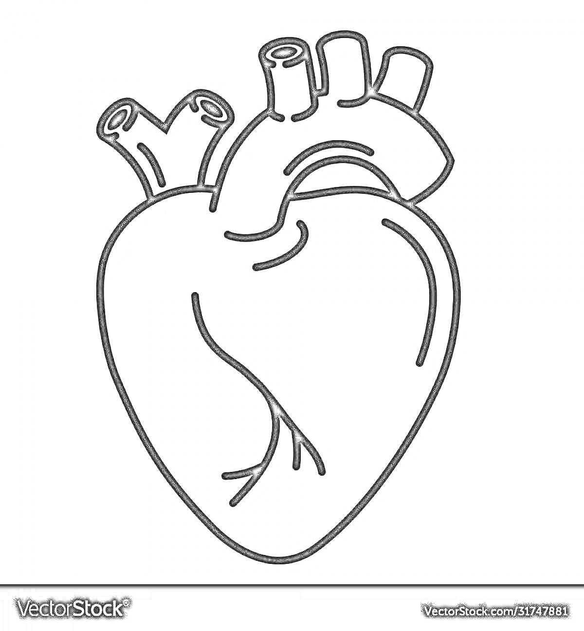 Раскраска Схематичное изображение сердца человека с артериями