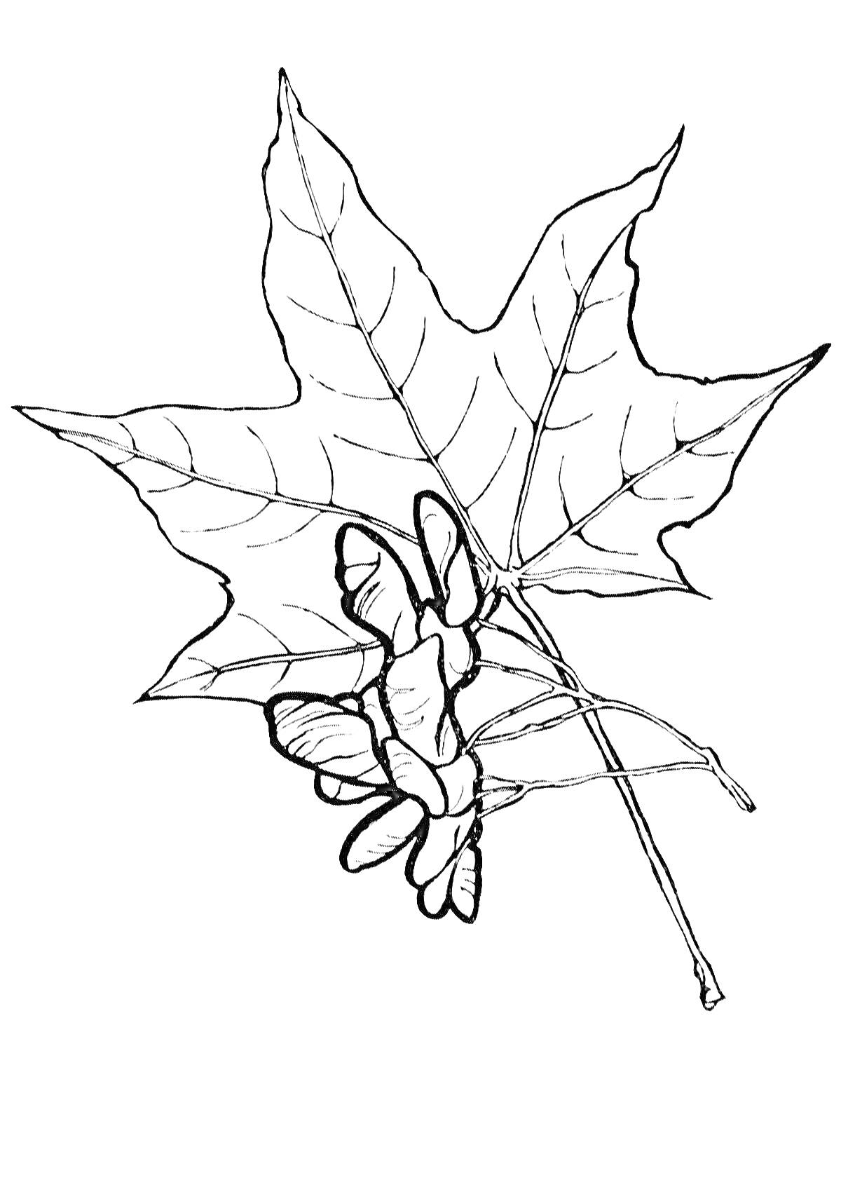 Раскраска Кленовый лист с крылатыми кленовыми семенами.