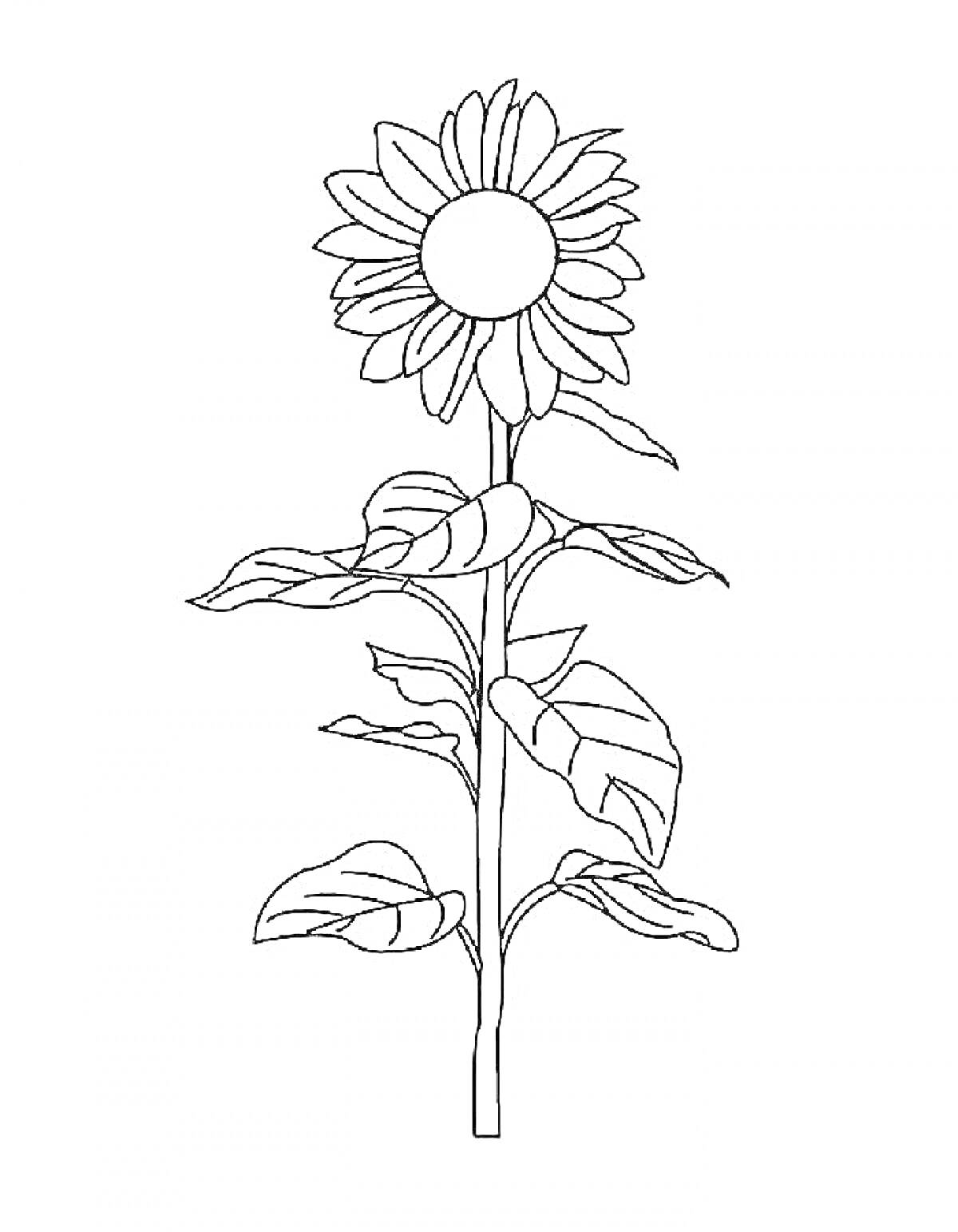 На раскраске изображено: Листья, Стебель