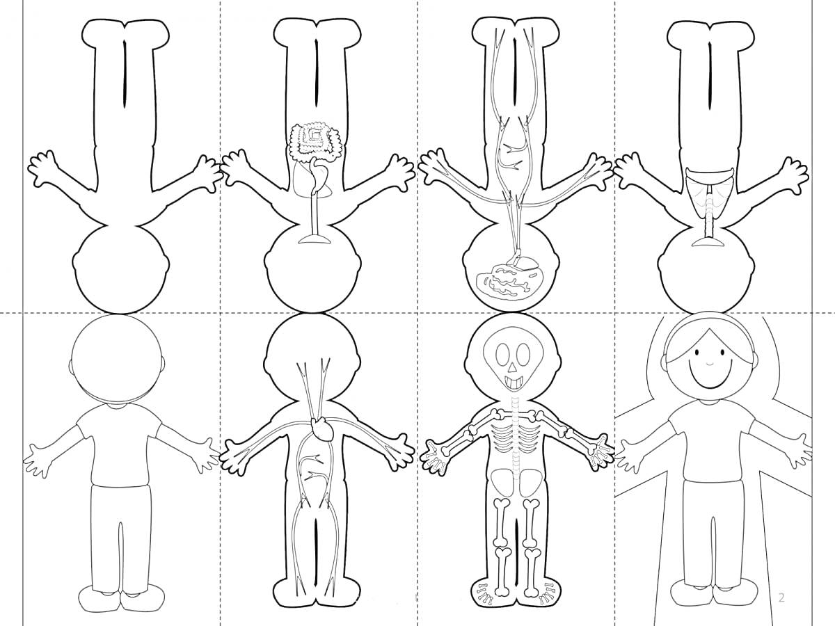 Раскраска Анатомия человека - системы тела