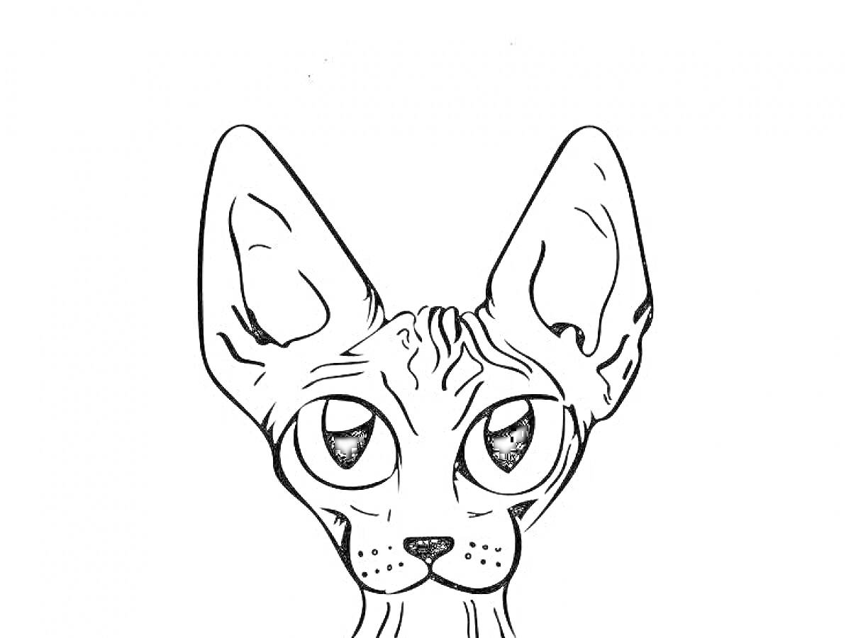 На раскраске изображено: Кот, Сфинкс, Большие уши, Большие глаза