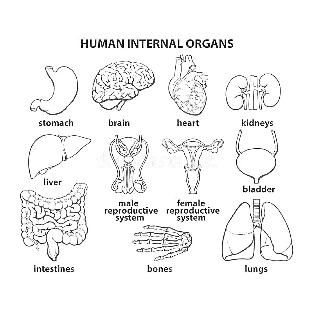 Раскраска Внутренние органы человека: желудок, мозг, сердце, почки, печень, мужская репродуктивная система, мочевой пузырь, кишечник, кости, легкие, женская репродуктивная система