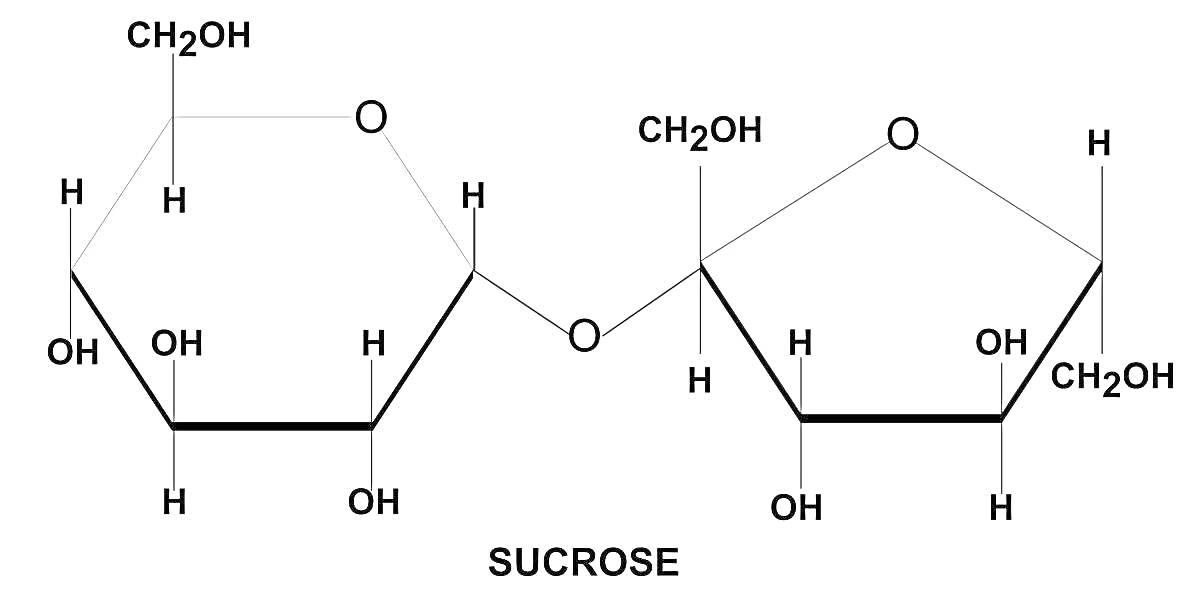 Структурная формула сахарозы с обозначением атомов углерода (C), водорода (H) и кислорода (O)