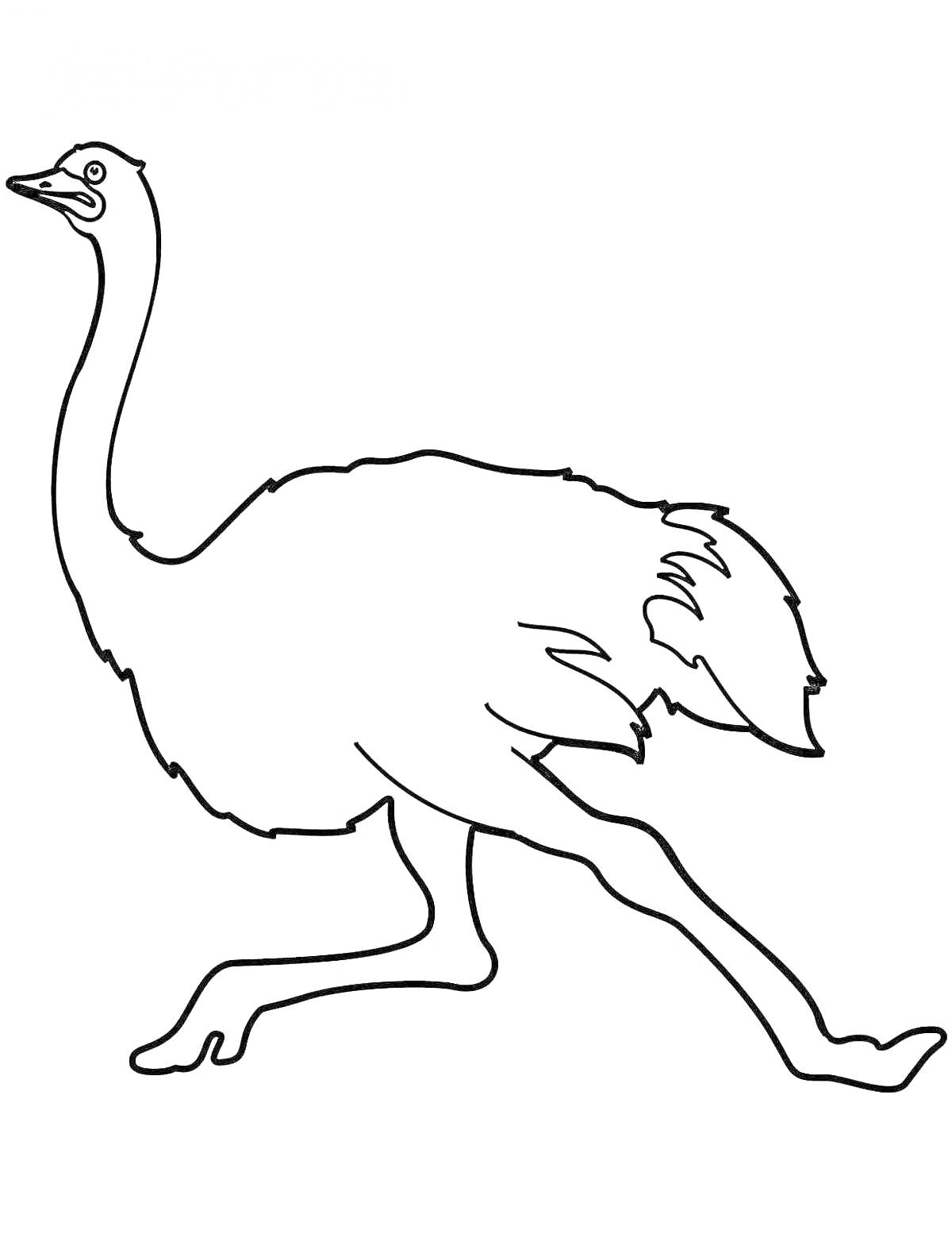 Раскраска Эму страус с длинной шеей и лапами