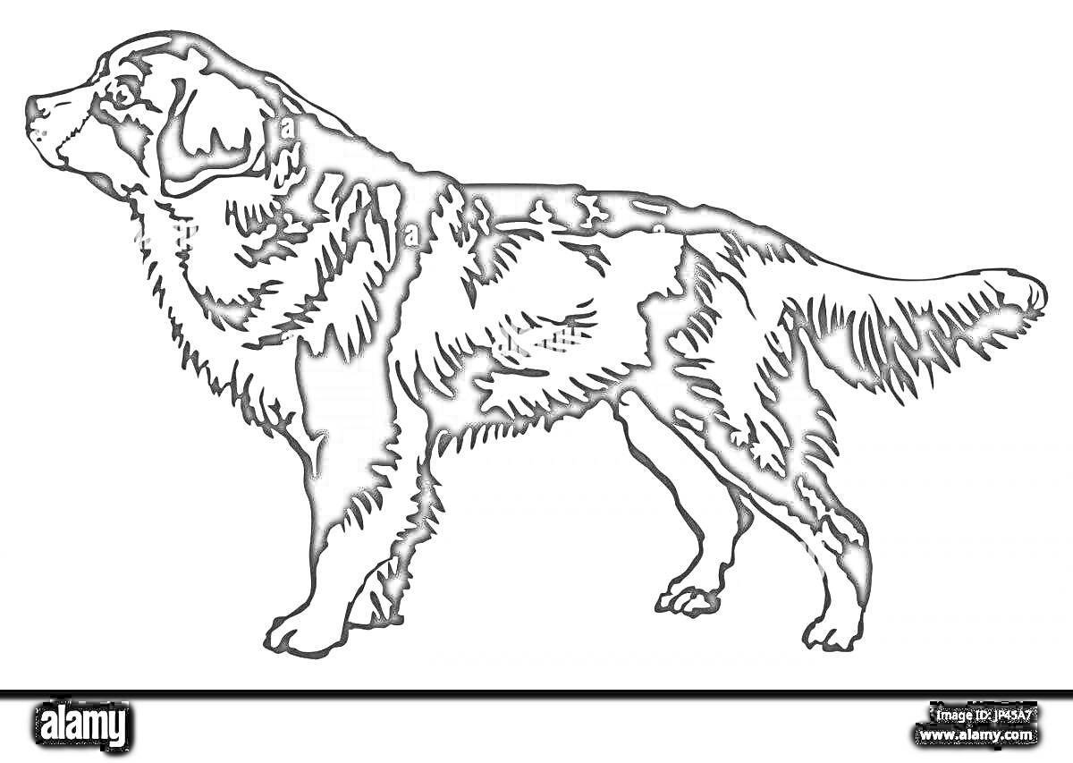 На раскраске изображено: Собака, Животные, Профиль, Стоящая собака, Длинная шерсть