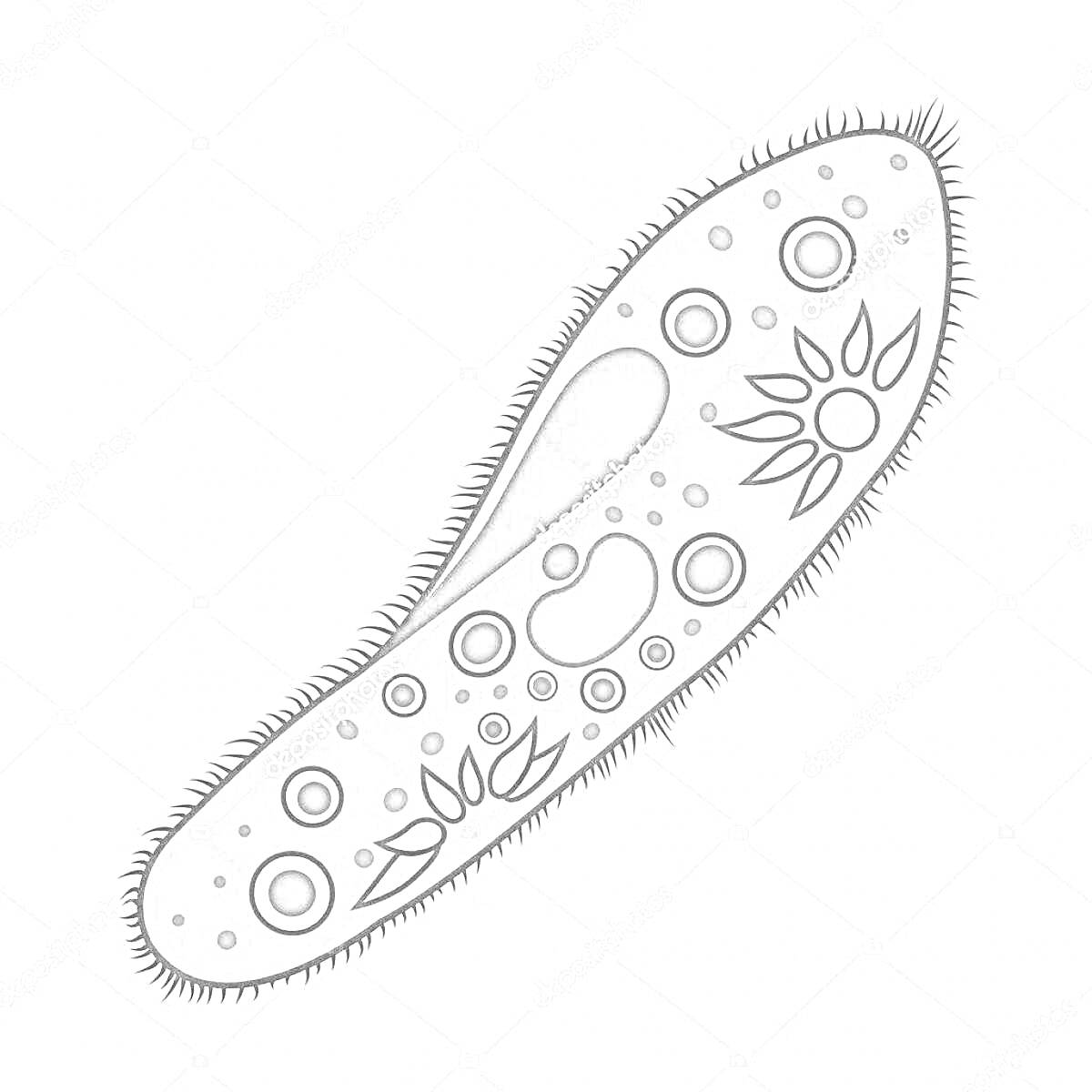 Раскраска Инфузория туфелька с ресничками, ядром, сократительными вакуолями и пищеварительными вакуолями